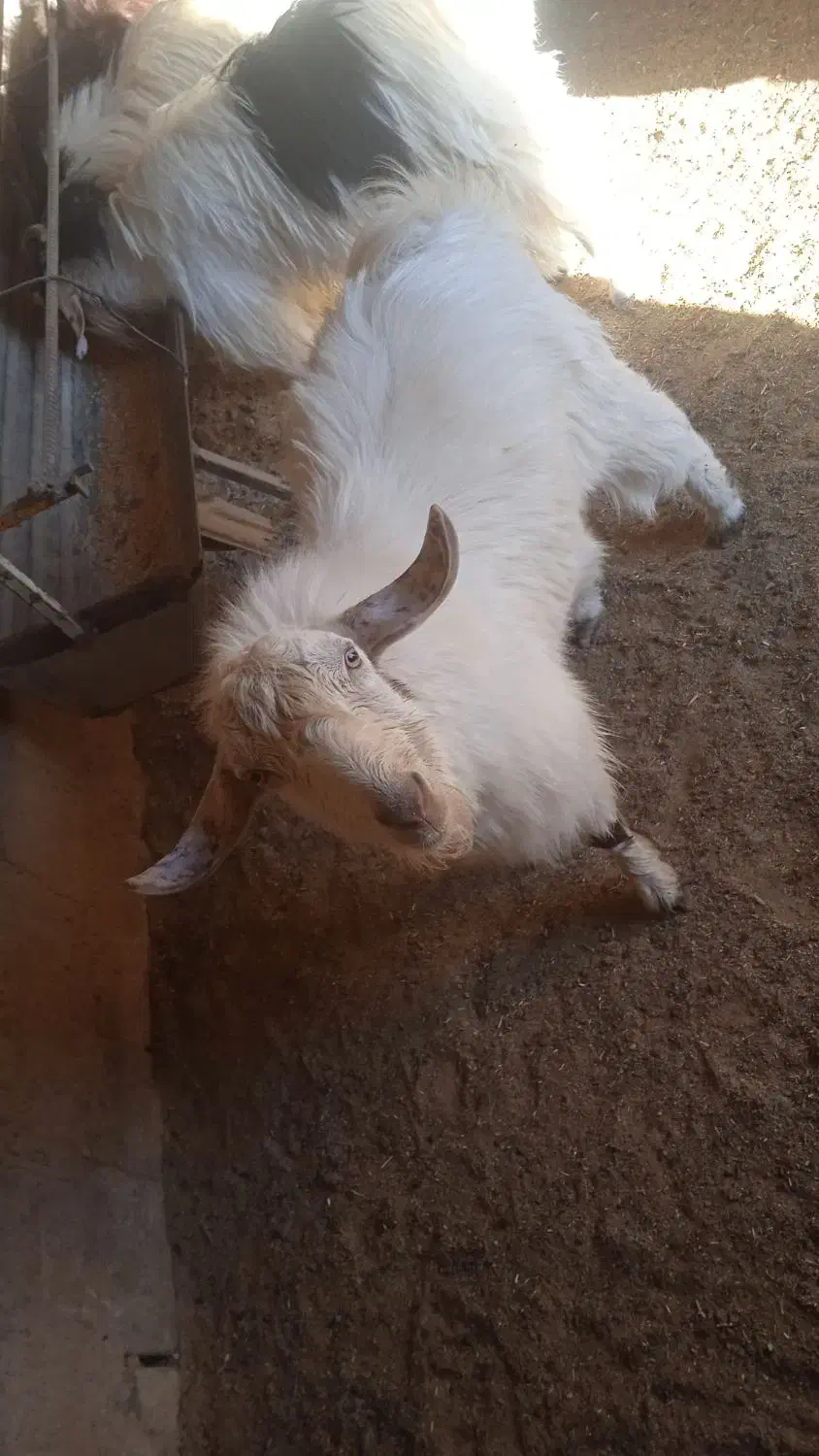 بزقاله چاق فروشی|حیوانات مزرعه|قائن, |دیوار