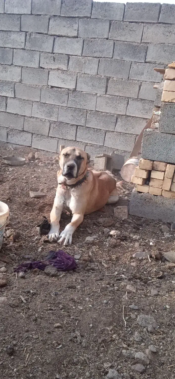 سگ میکس افغان سراب نر|سگ|تربتحیدریه, کوه سنگی|دیوار