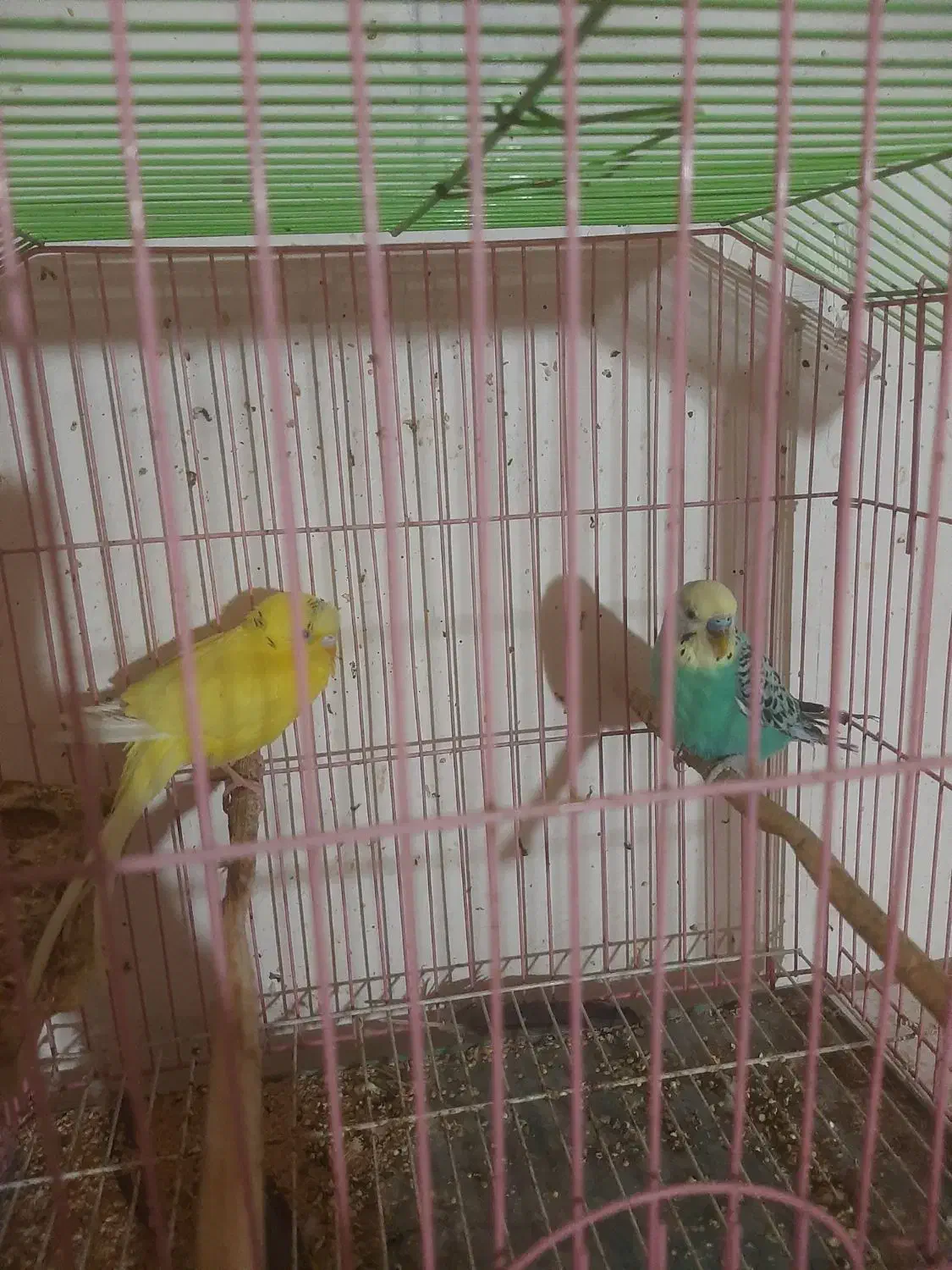 مرغ عشق خوش رنگ|پرنده|فردیس, شهرک وحدت|دیوار