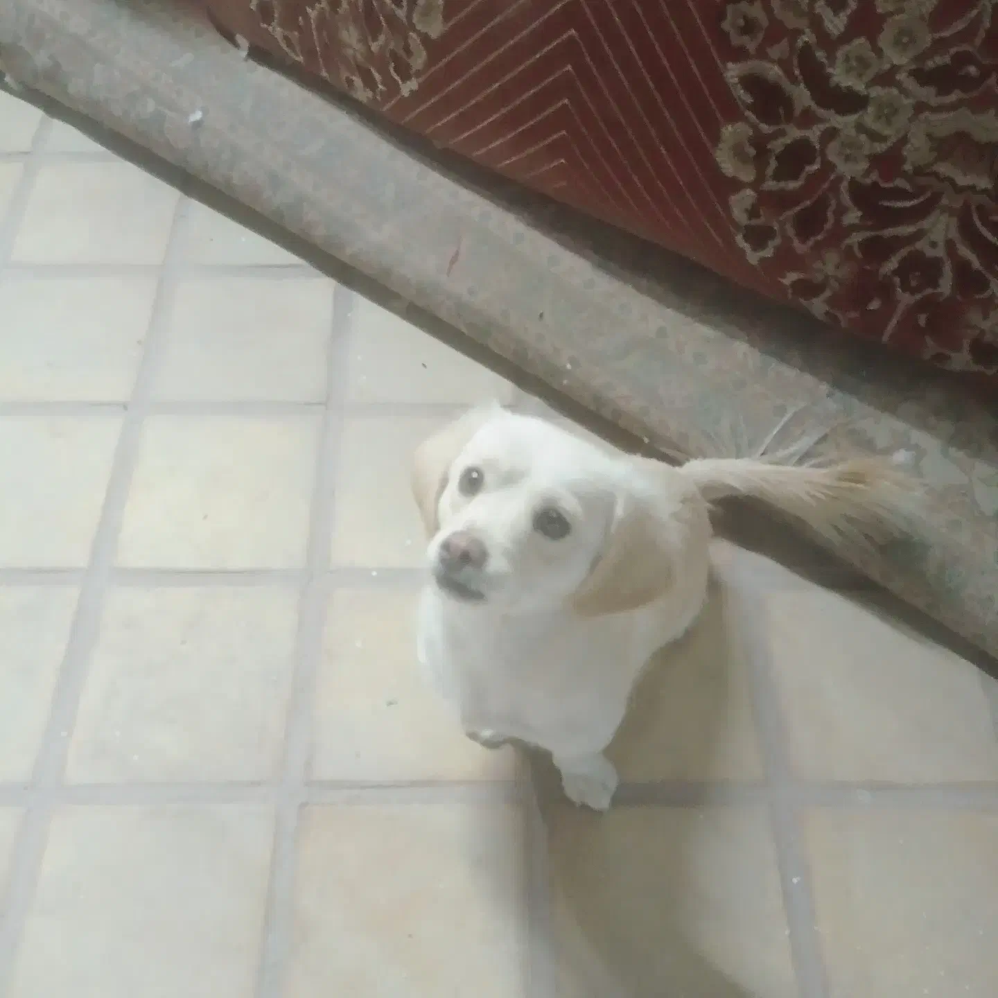 سگ بازیگوش اپارتمانی کم صدا|سگ|کاشان, یزدآباد|دیوار