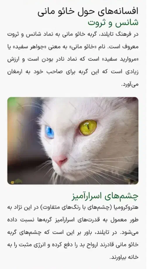 گربه نژادKhao manee(معاوضه باپرشین،اسکاتیش،بریتیش)|گربه|مرند, |دیوار