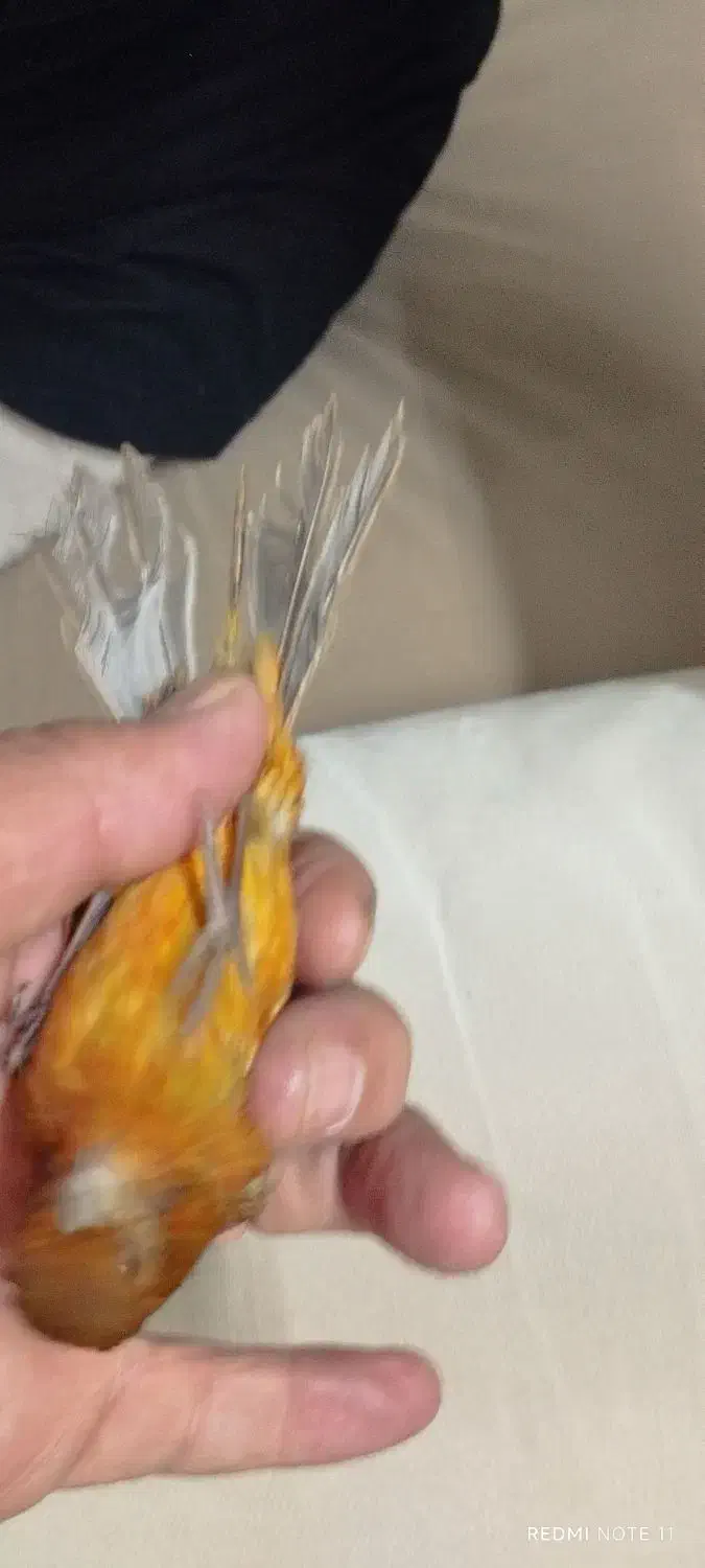 قناری ماده دارچینی سوخته|پرنده|مشهد, ادیب نیشابوری (شهرک غرب)|دیوار