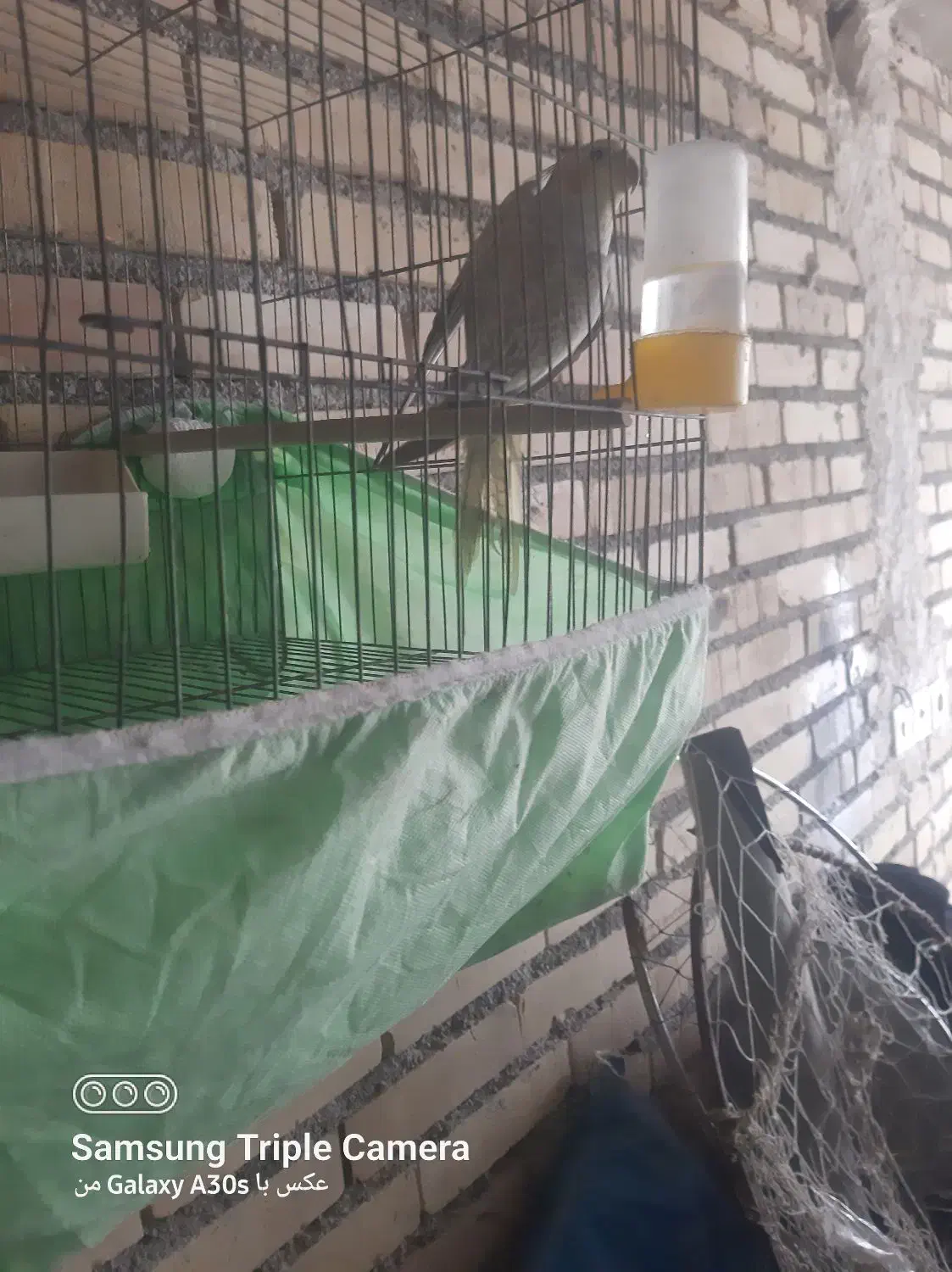 عروس هلندی ماده|پرنده|مینودشت, |دیوار