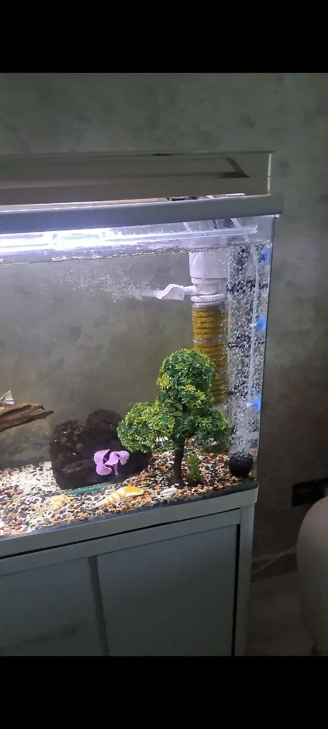 اکواریوم ماهی|ماهی|بندر انزلی, انصار الحسین|دیوار