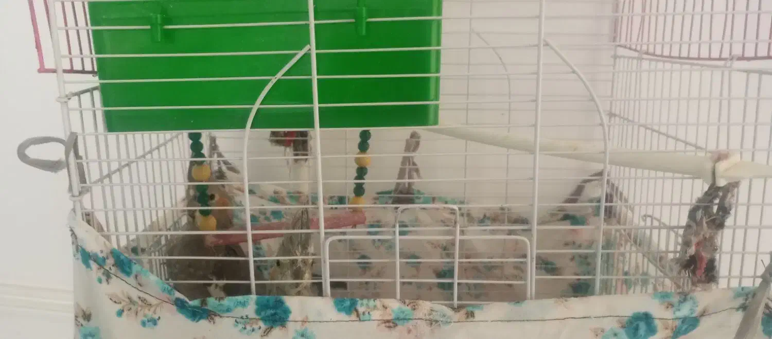 عروس هلندی|پرنده|لردگان, |دیوار