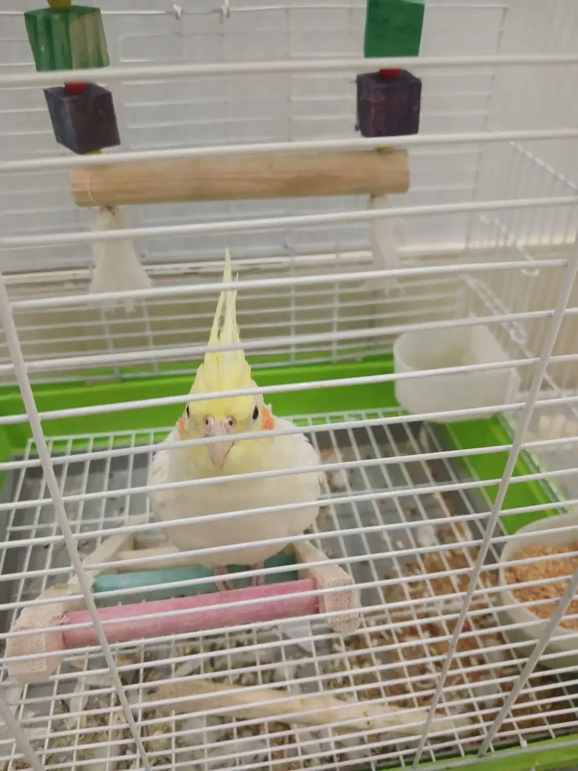 پرنده|پرنده|اردبیل, |دیوار