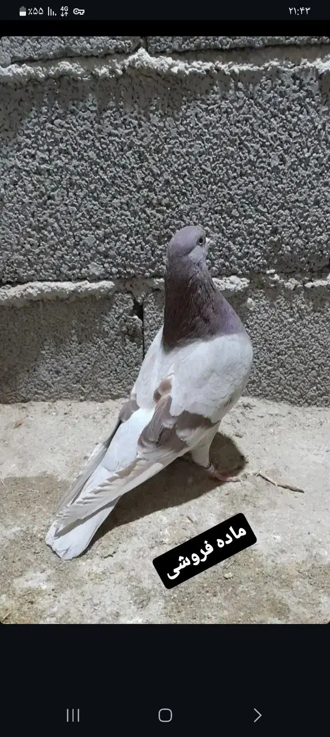 کات ماده|پرنده|سرپل ذهاب, |دیوار