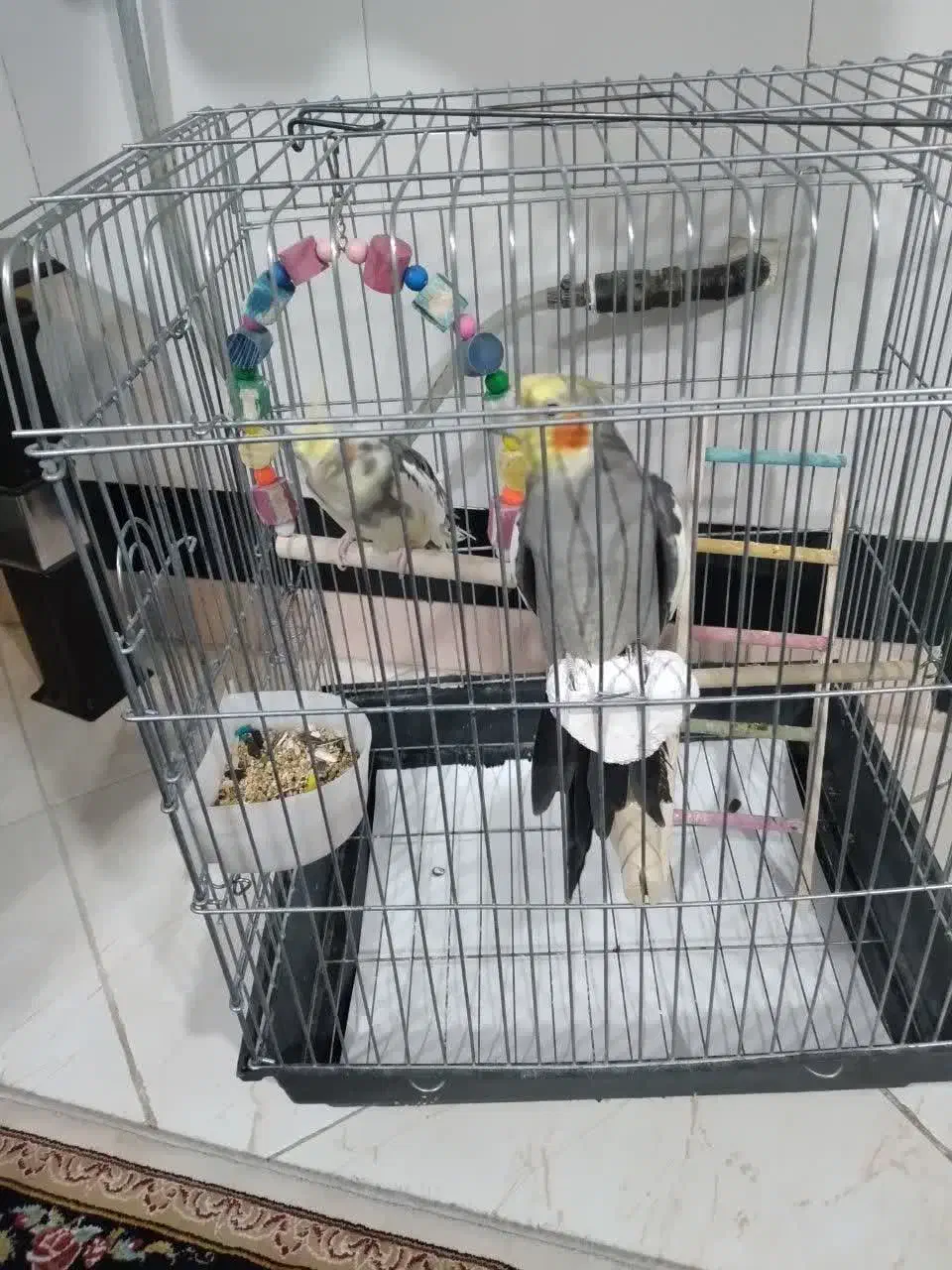 عروس هلندی یک جفت با وسایل|پرنده|فردیس, سپید دشت|دیوار