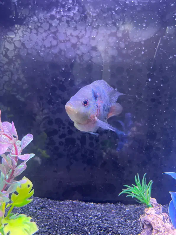 ماهی فلاور سلامت کامل|ماهی|اصفهان, زاجان|دیوار