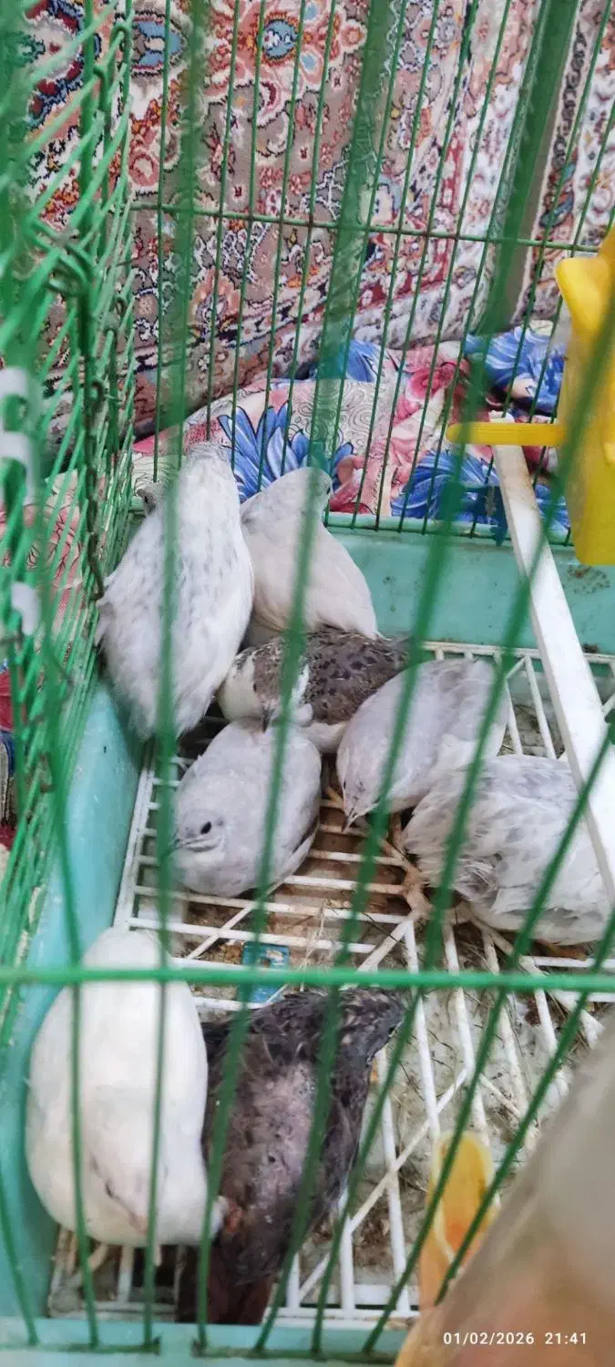 بلدرچین مینیاتوری|حیوانات مزرعه|مشگین شهر, |دیوار