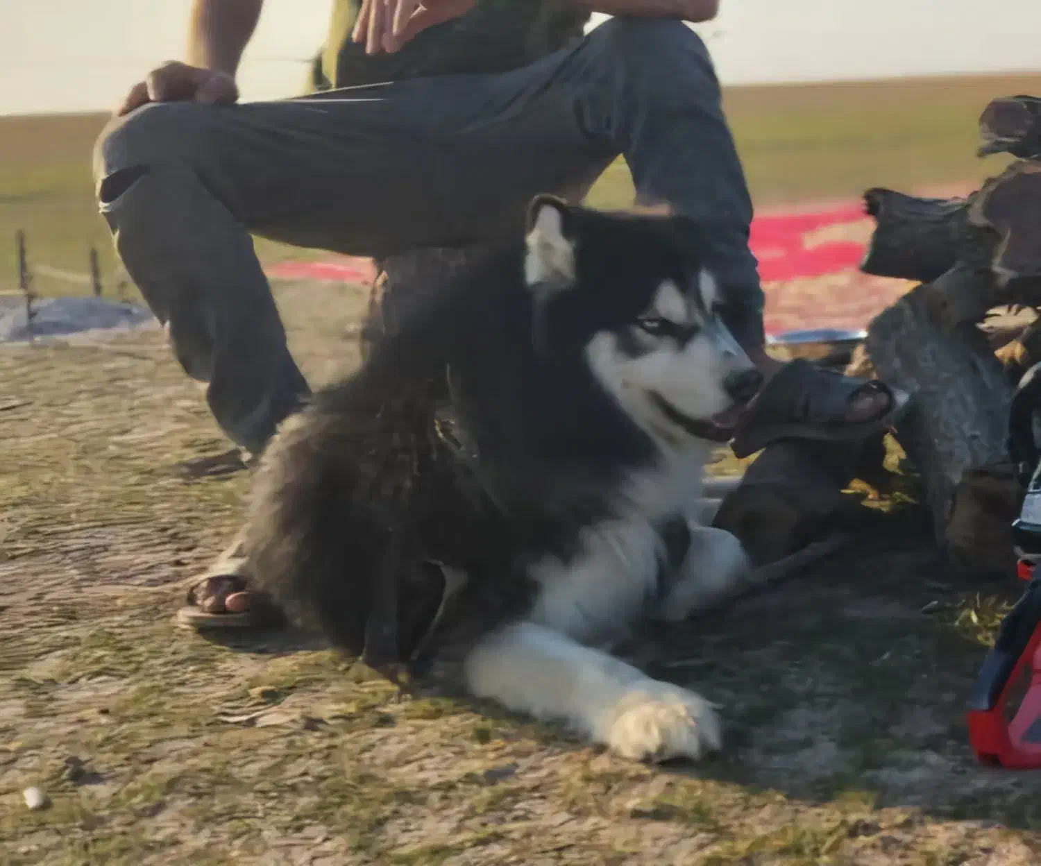 سگ هاسکی|سگ|بندر ماهشهر, |دیوار