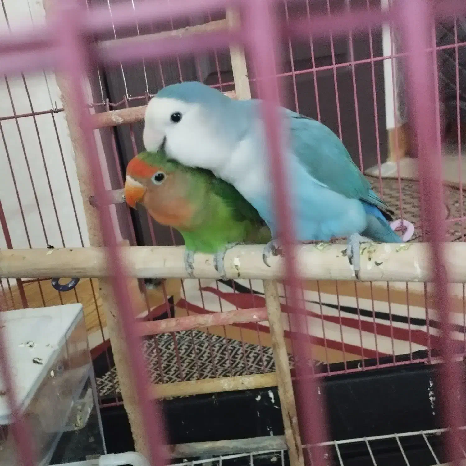 طوطی برزیلی خوشکل با قفس و وسایل|پرنده|فردیس, شهرک شهید حسینی|دیوار