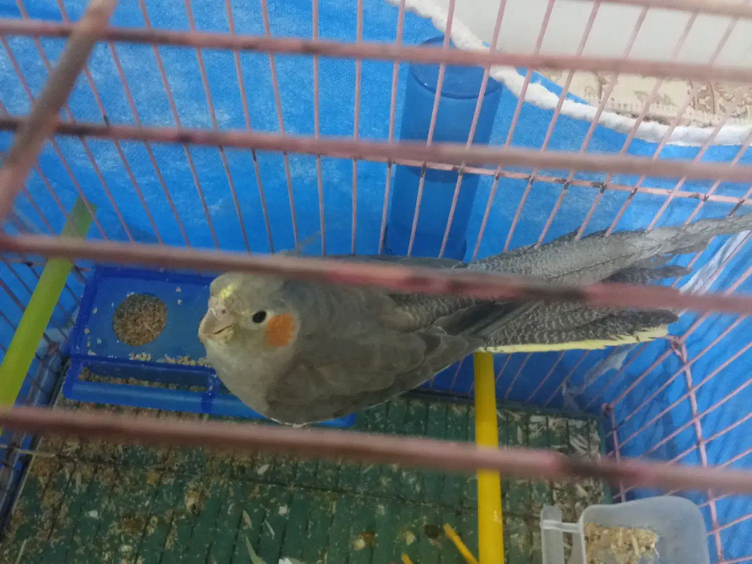 عروس هلندی سالم خونگی ماده|پرنده|شبانکاره, |دیوار