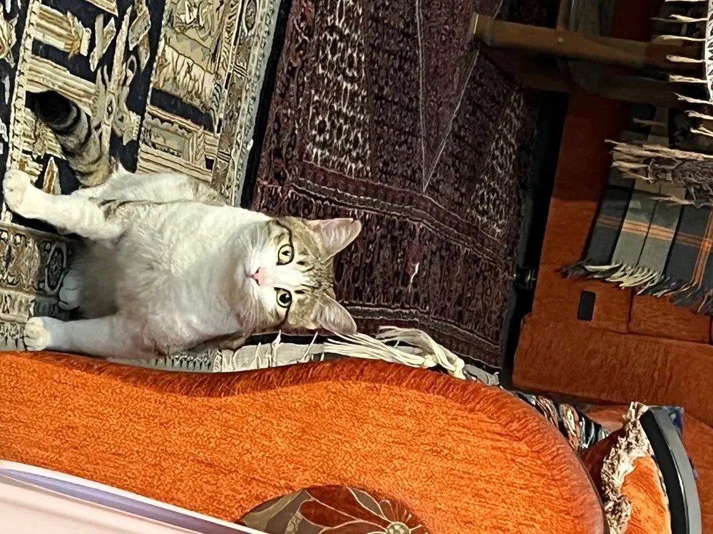 گربه ماده عقیم شده گمشده درسعادت اباد،مژدگونی نفیس|حیوانات|تهران, شهرک مخابرات|دیوار