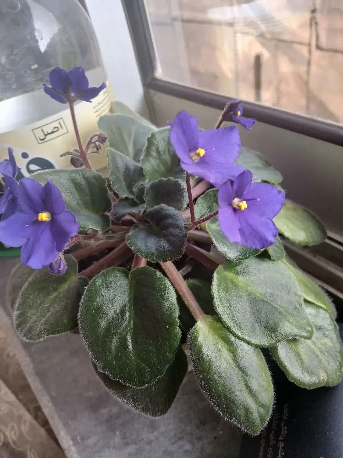 گل بنفشه|گل و گیاه طبیعی|شاندرمن, |دیوار