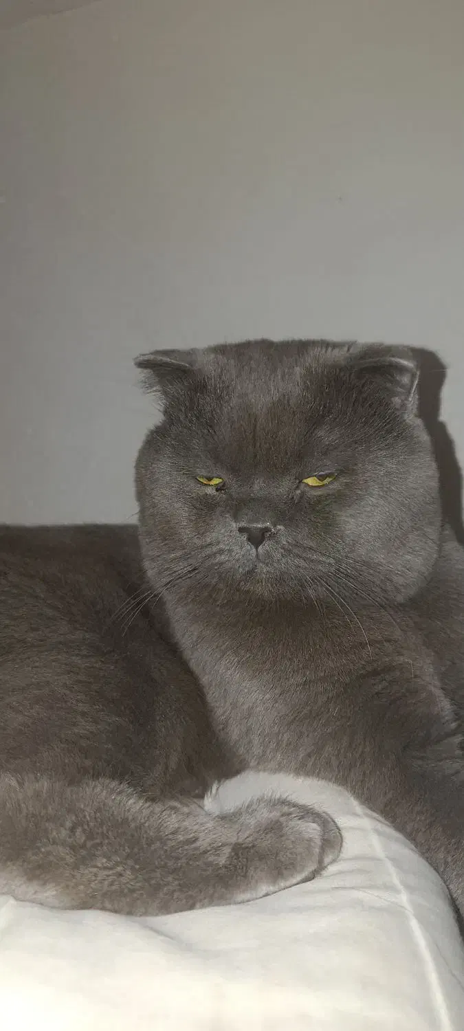 اسکاتیش|گربه|کرمان, |دیوار