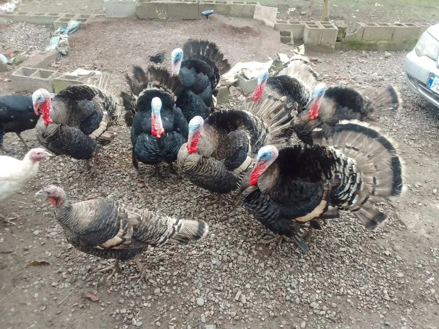 تعدادی بوقلمون به فروش میرسد|حیوانات مزرعه|خشکبیجار, |دیوار