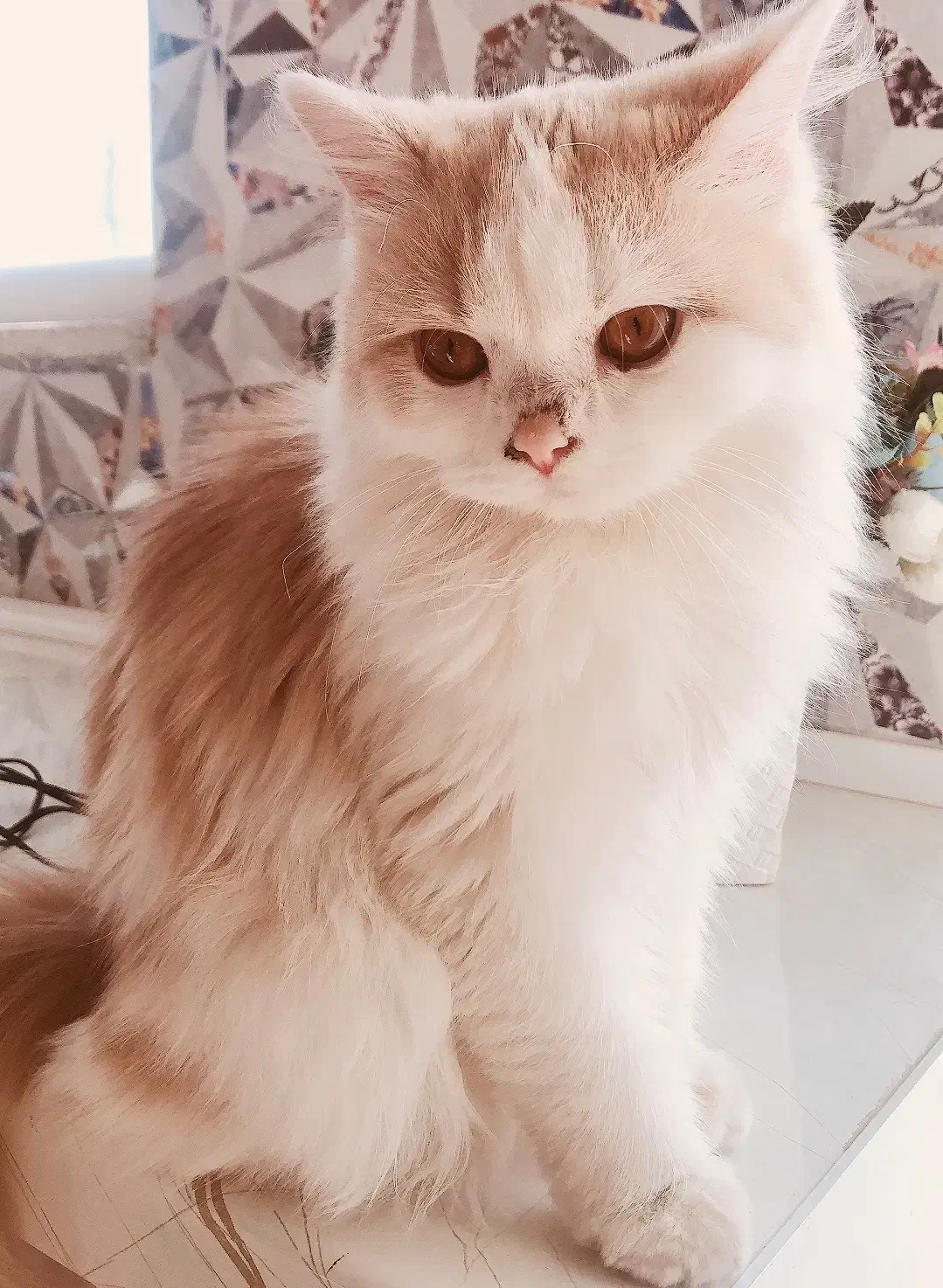 گربه پرشین کلاسیک عروسکی|گربه|اردبیل, |دیوار