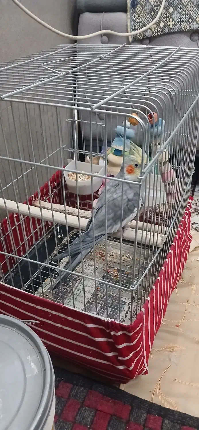 عروس هلندی|پرنده|ری, دولت‌آباد|دیوار