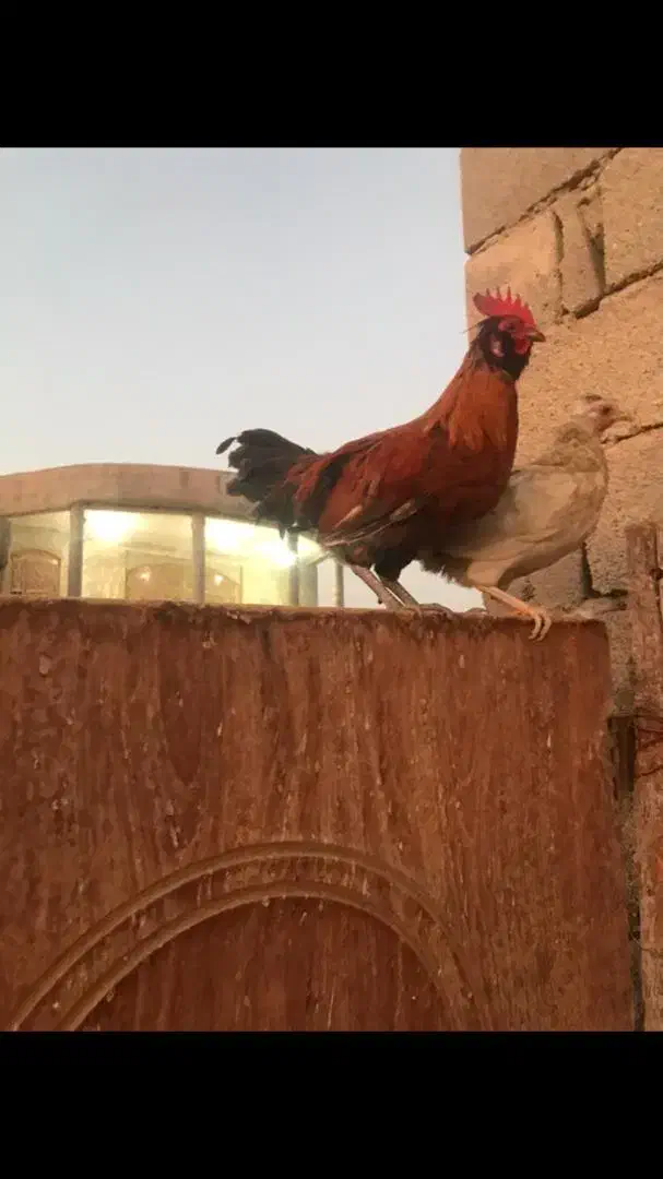 نری چاق وسرحال|حیوانات مزرعه|خمیر, |دیوار