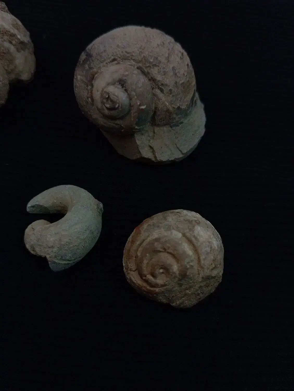 فسیل|کلکسیون اشیاء عتیقه|کوهدشت, |دیوار