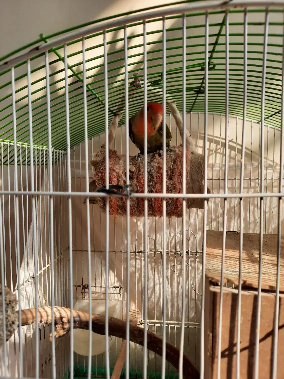 طوطی برزیلی استثنایی|پرنده|لواسان, |دیوار