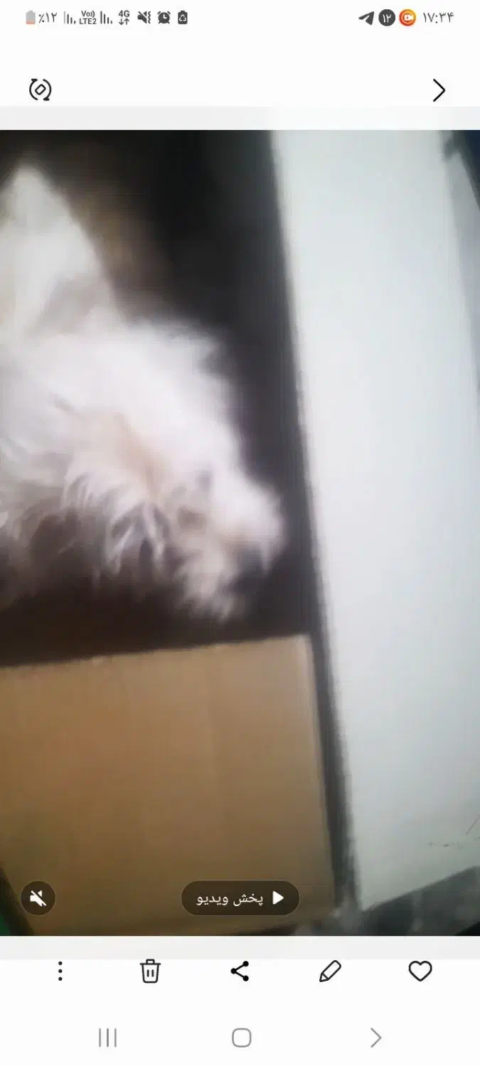 سگ شیتزو|سگ|کرمان, |دیوار