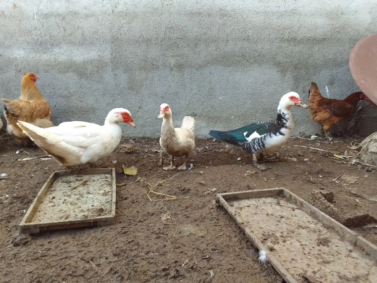 اردک سفید اسرائیلی نر ومده|حیوانات مزرعه|جویبار, |دیوار