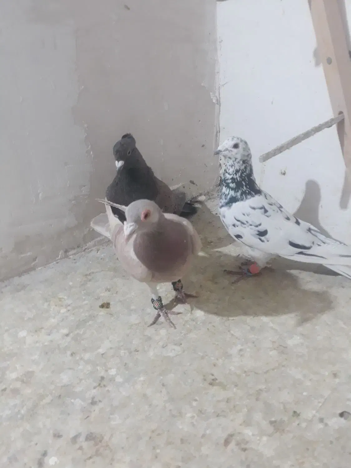 کفتر پرشی|پرنده|اسفراین, |دیوار