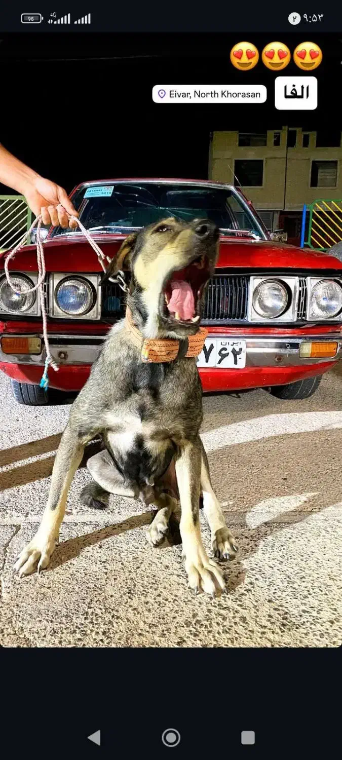 سگ پژدر|سگ|گرمسار, |دیوار