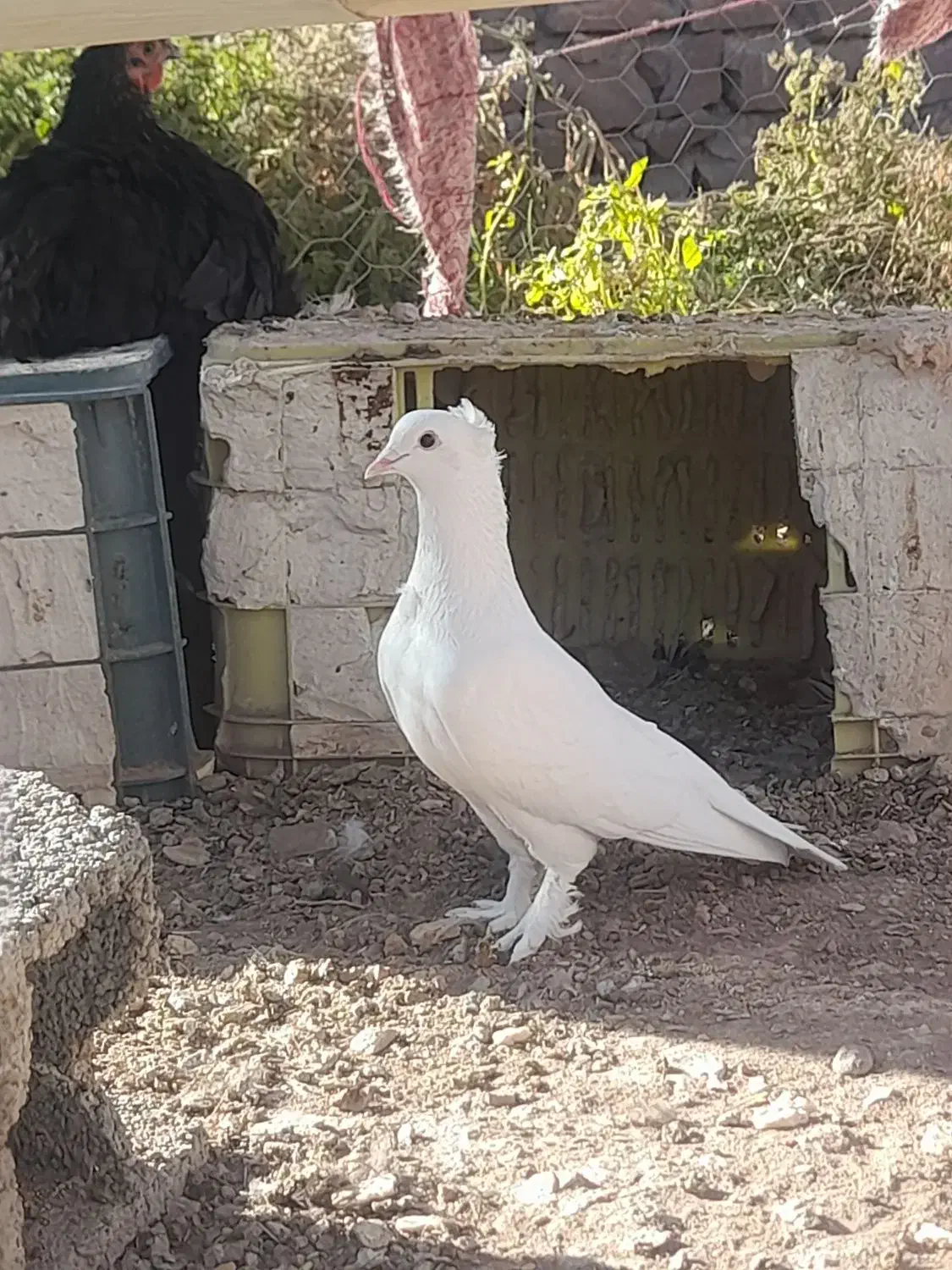 سفید کاکلی|پرنده|عطاملک, |دیوار