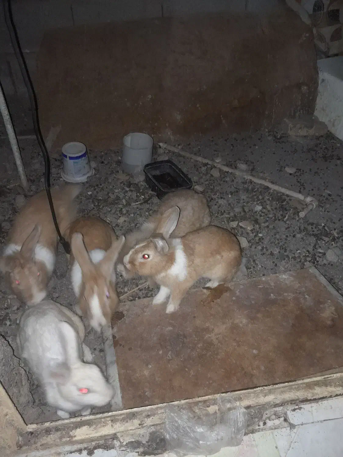 خرگوش نژاد جرسی. فروش فوری|موش و خرگوش|بم, |دیوار