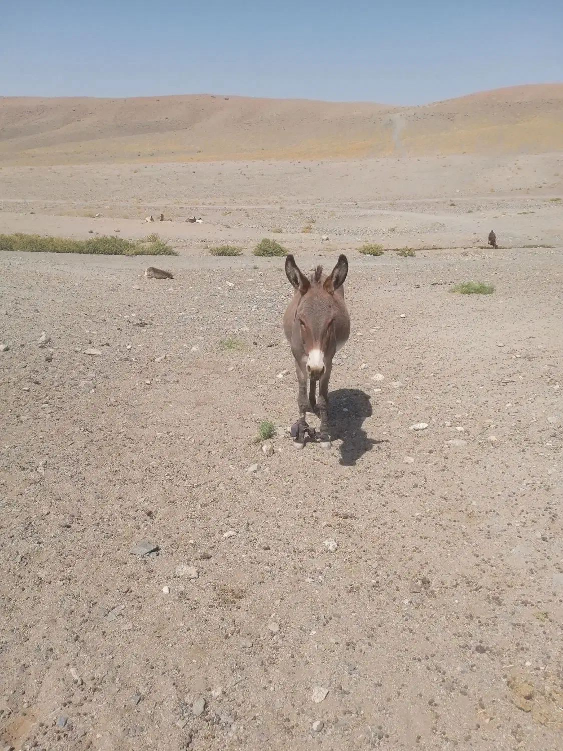 خرماده|حیوانات مزرعه|تربت جام, جامرود|دیوار