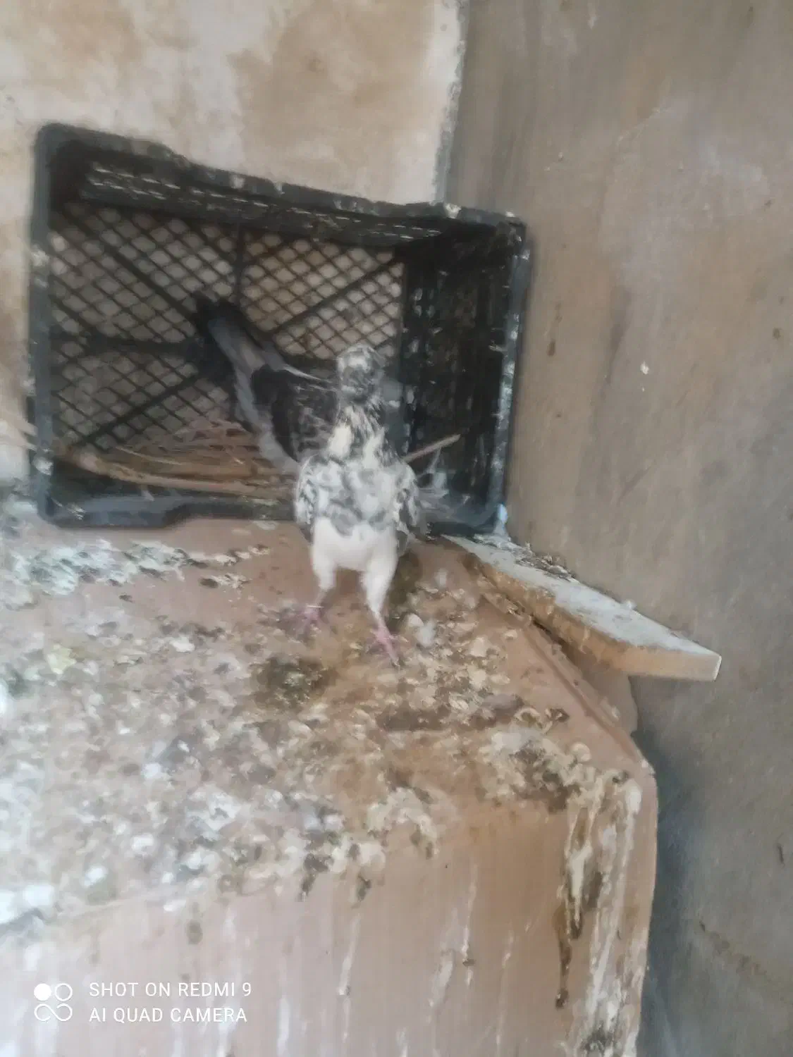 تعدادی کبوتر|پرنده|خورموج, |دیوار