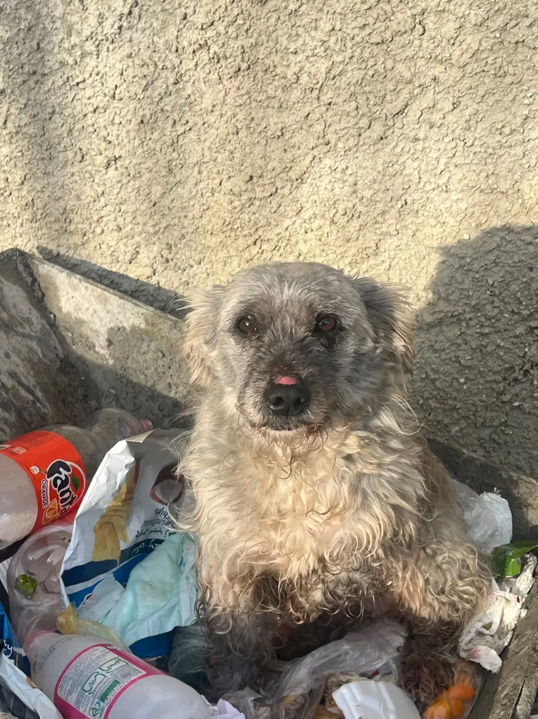 گمشده|حیوانات|رویان, |دیوار