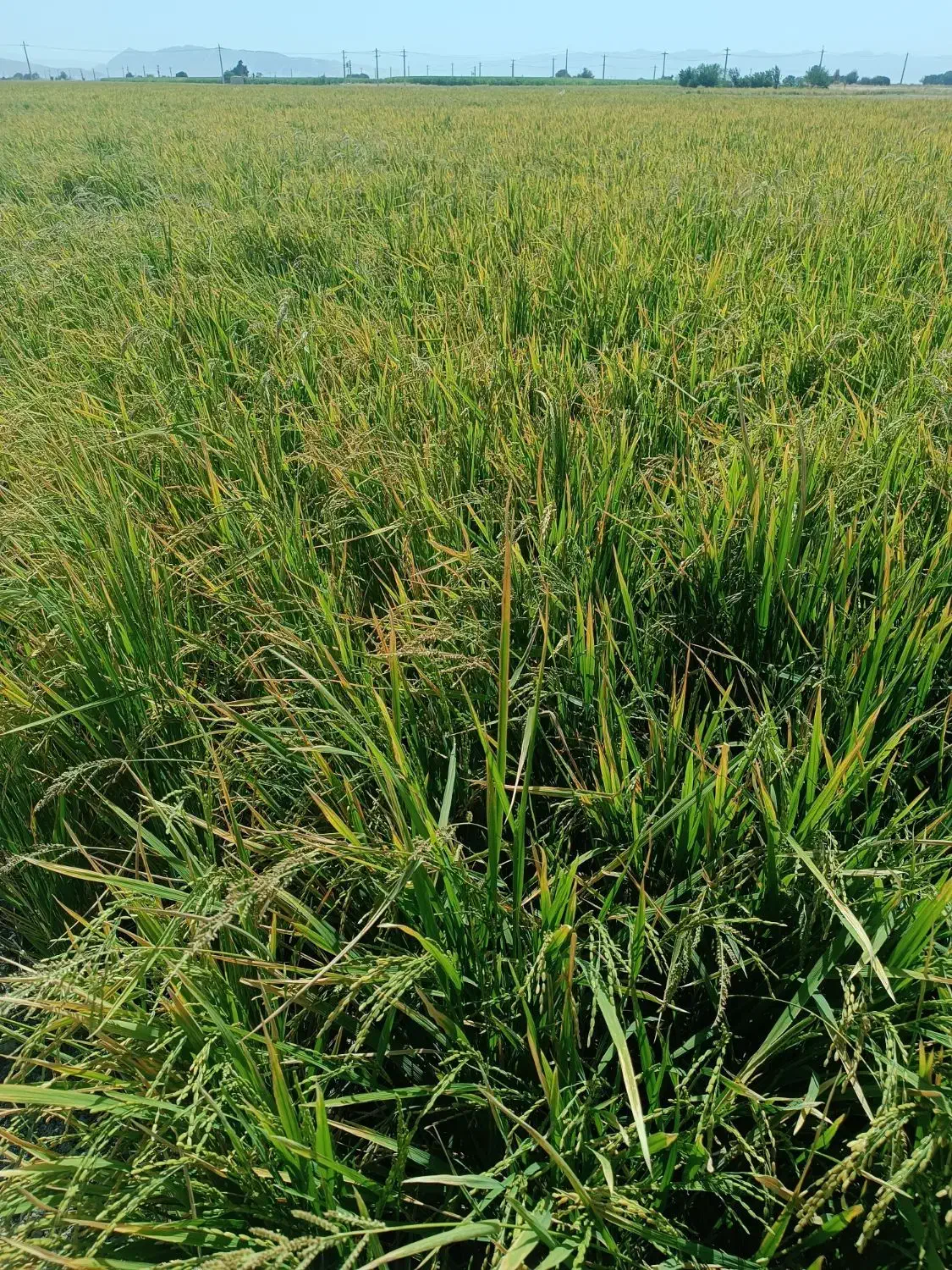 برنج کامفیروزی اصل رو از کشاورز خریداری کنید|خوردنی و آشامیدنی|درودزن, |دیوار