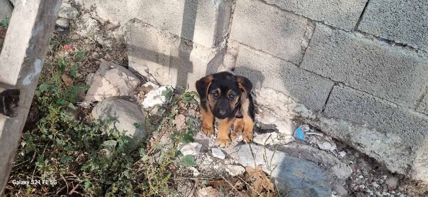 توله ژرمن کار|سگ|اطاقور, |دیوار