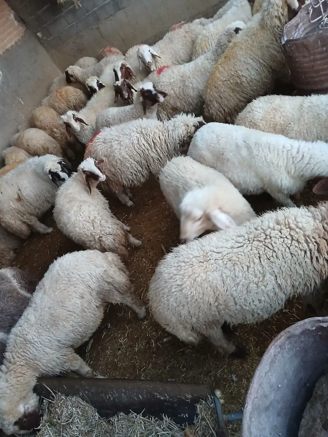 بره نر و ماده|حیوانات مزرعه|ماهیدشت, |دیوار