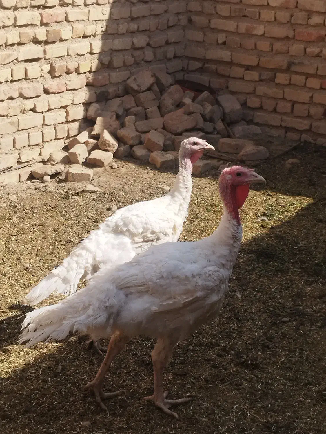 بوقلمون|حیوانات مزرعه|خاش, |دیوار