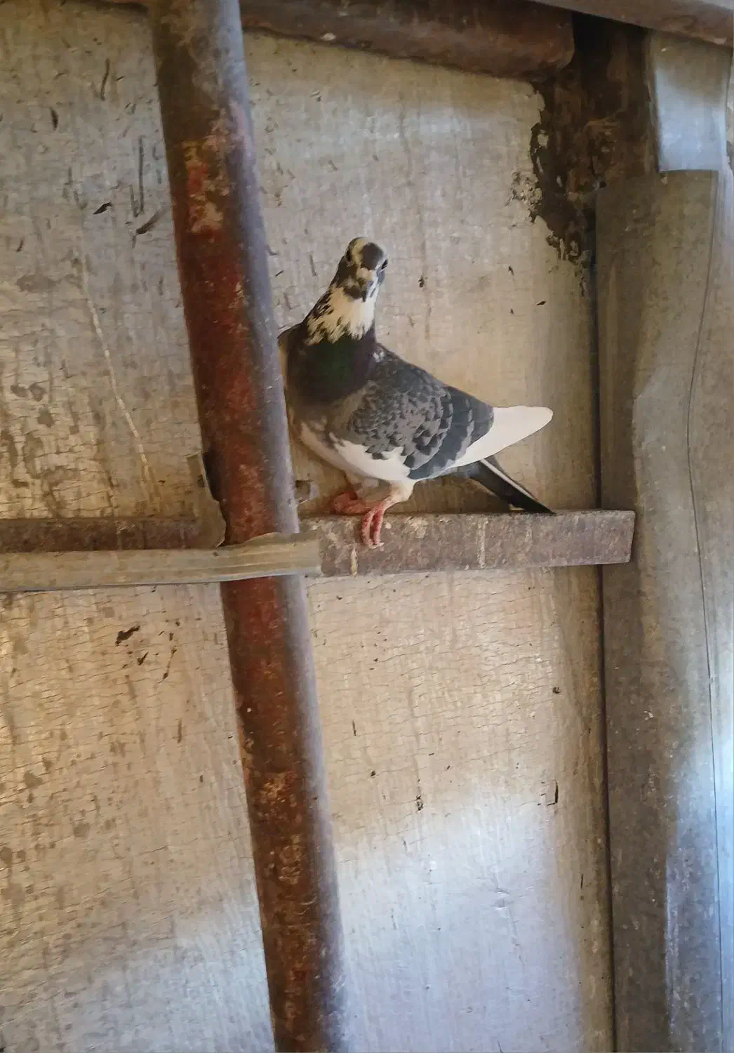 پلاکی|پرنده|شهرکرد, |دیوار