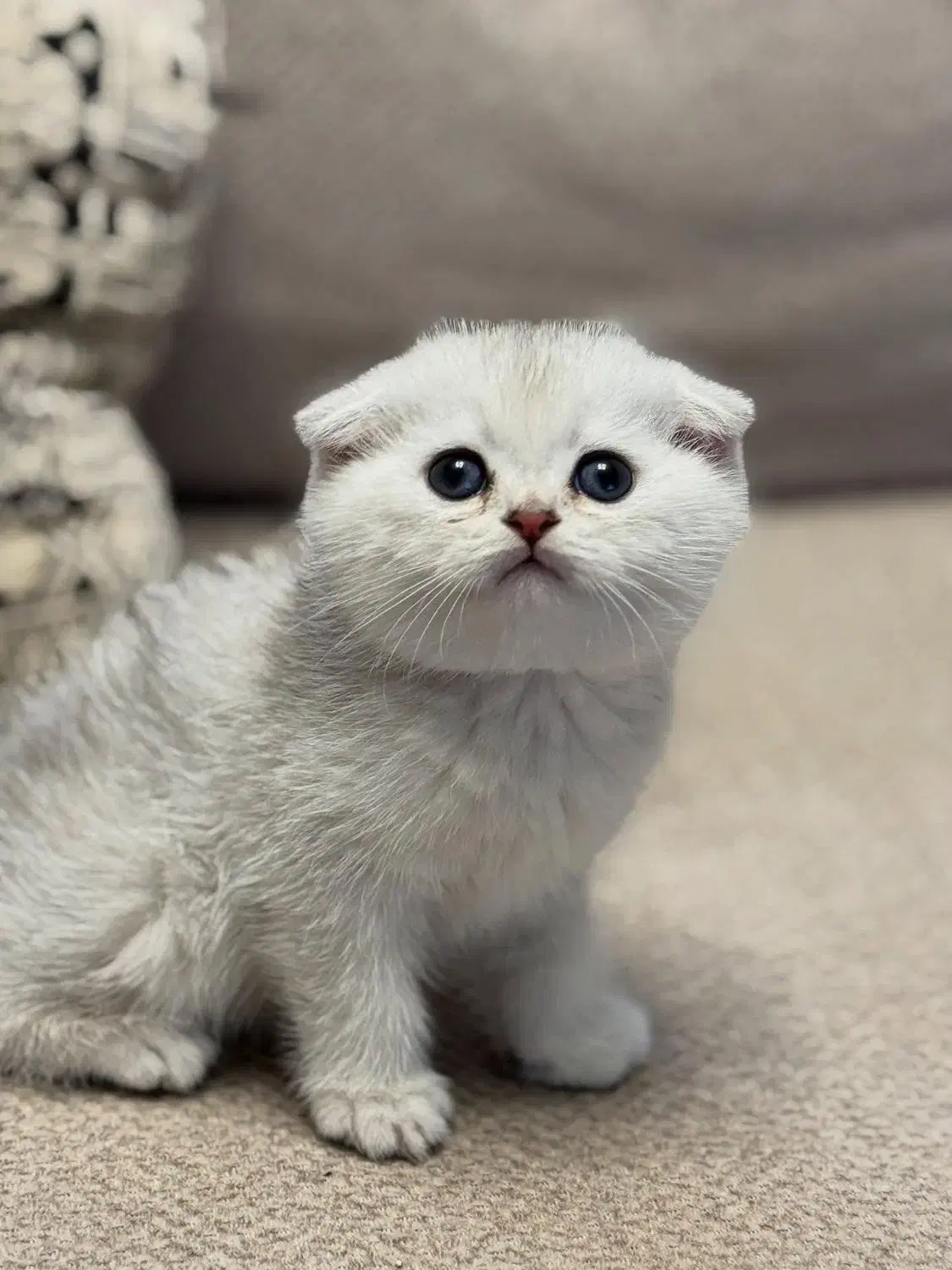 اسکاتیش فولد|گربه|تربتحیدریه, منصوریه|دیوار