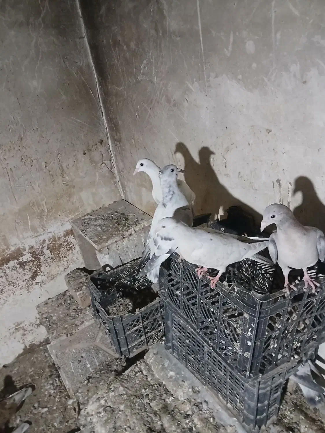 ۵عددجوجه|پرنده|نیشابور, مازول|دیوار