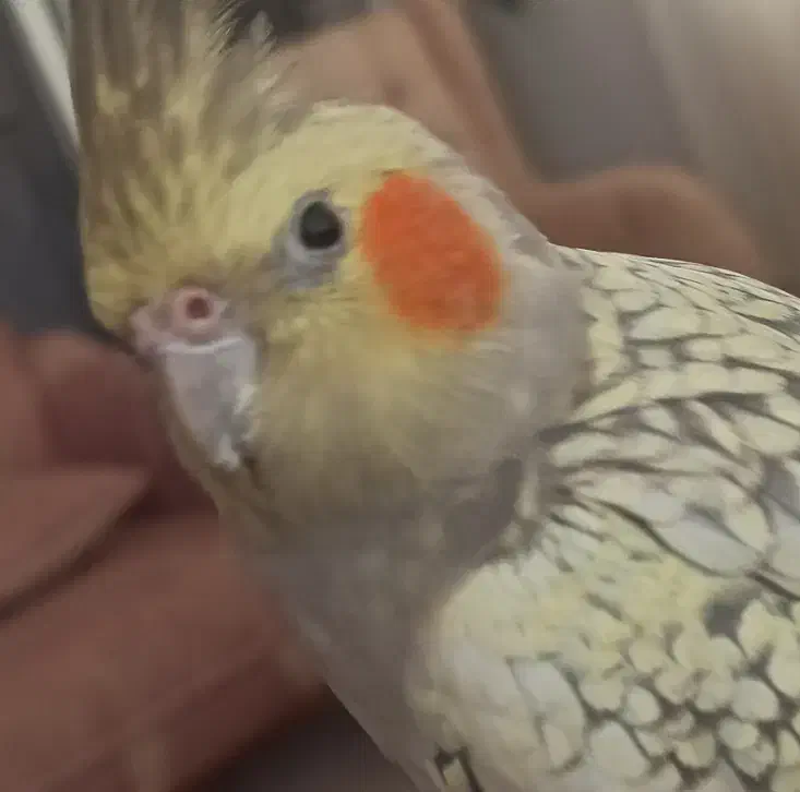 عروس هلندی|پرنده|فیروزه, |دیوار