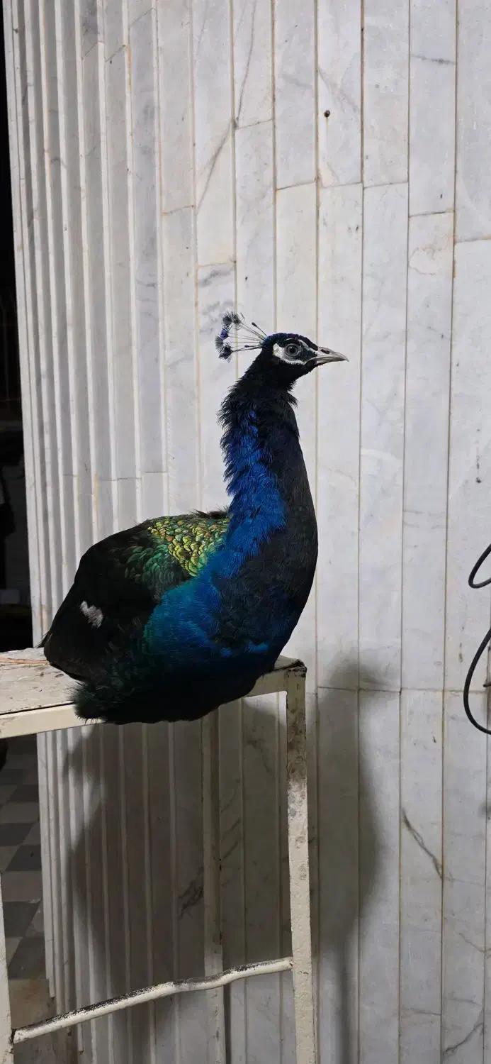 پرنده طاووس|پرنده|شیراز, اصلاحنژاد|دیوار