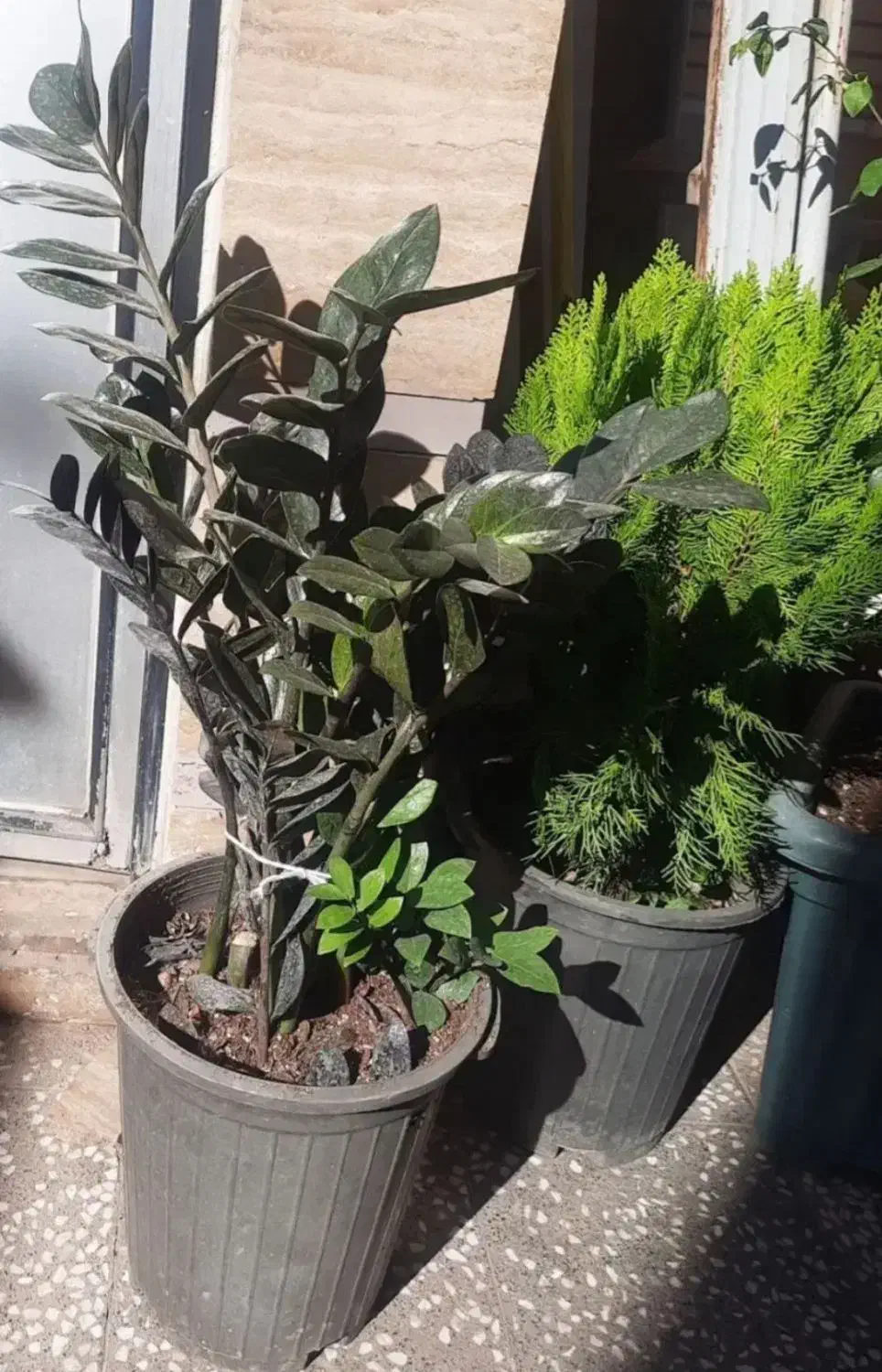 زاموفیلیا ترکیبی بلک سبز پرشاخه کاج لاوس سرو کامیس|گل و گیاه طبیعی|قم, بلوار امین و ساحلی|دیوار