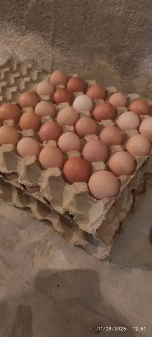 تخم مرغ محلی (تخم مرغ محلی زرده نارنجی)|خوردنی و آشامیدنی|قم, صدوق|دیوار