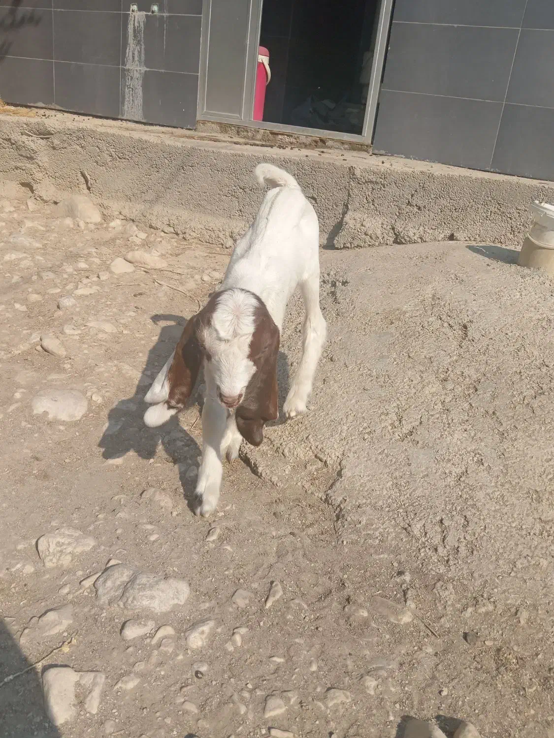 بز کهره دار|حیوانات مزرعه|برازجان, |دیوار