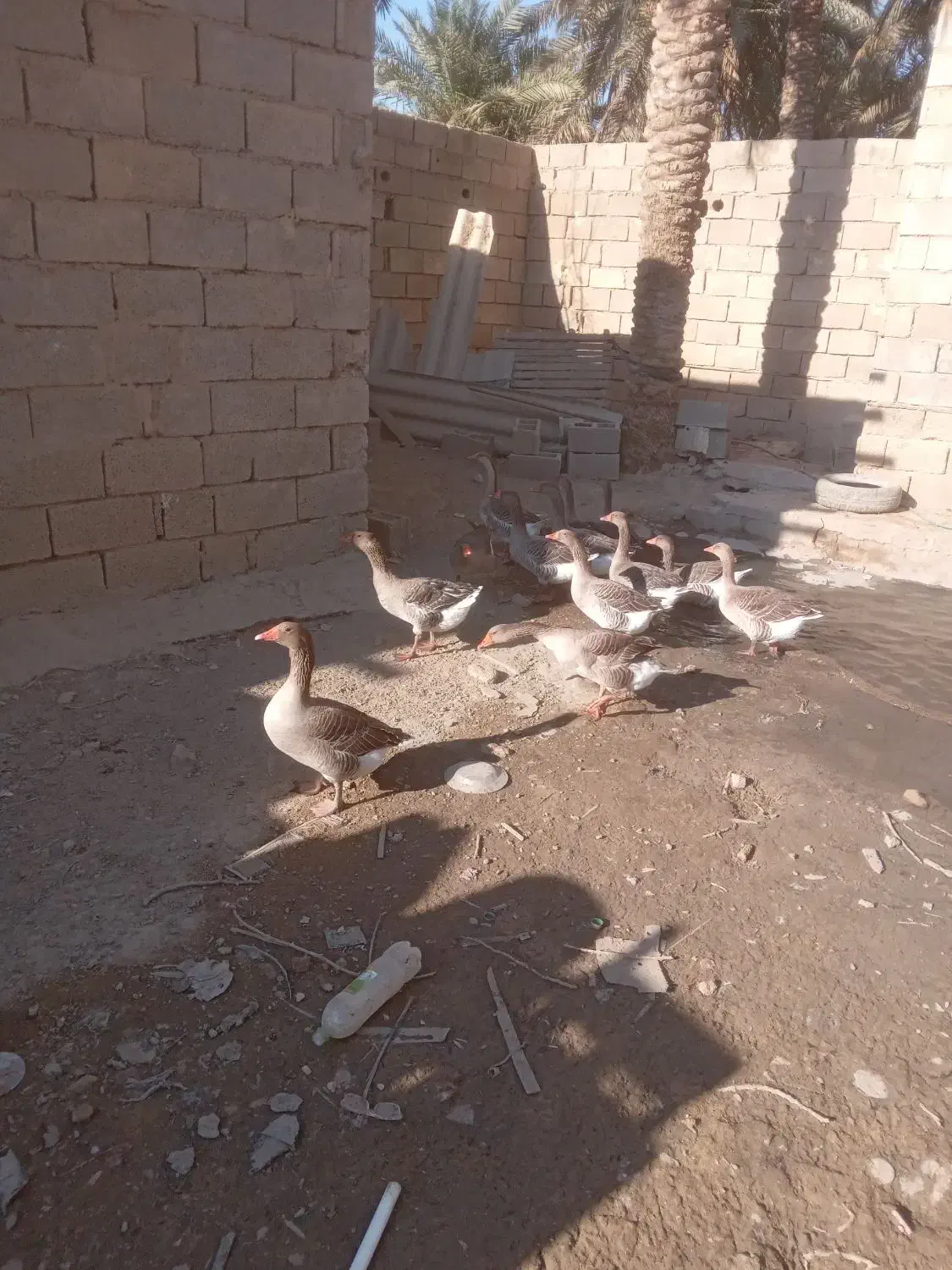 شادگان|حیوانات مزرعه|شادگان, |دیوار