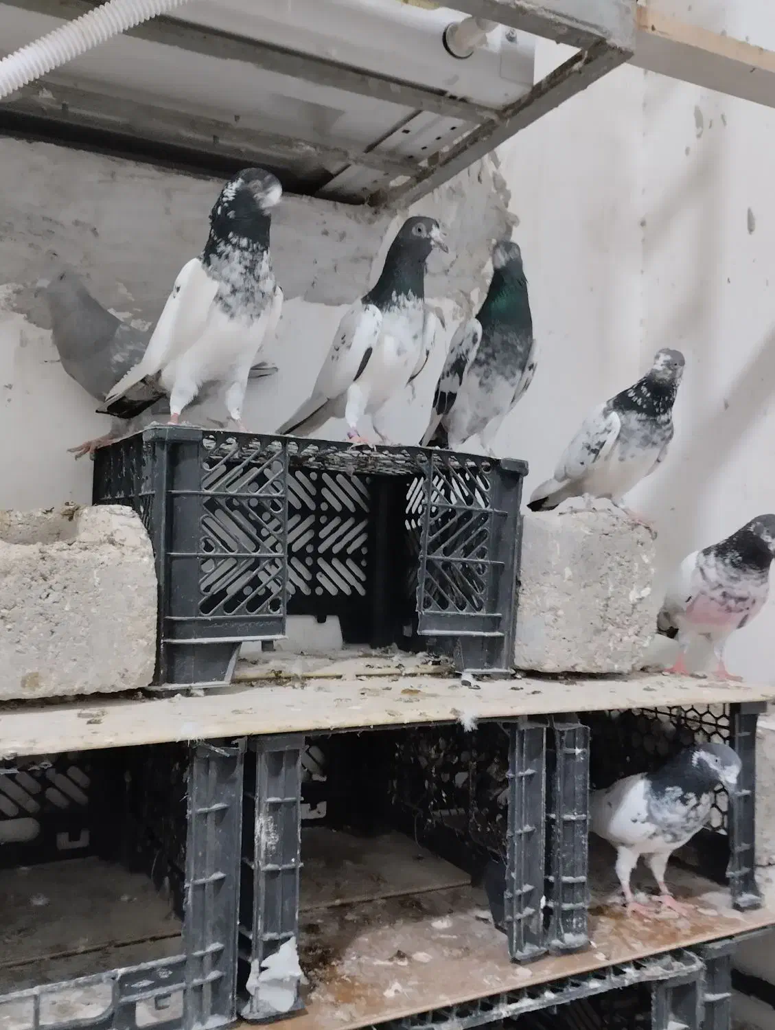 پرنده|پرنده|قشم, |دیوار