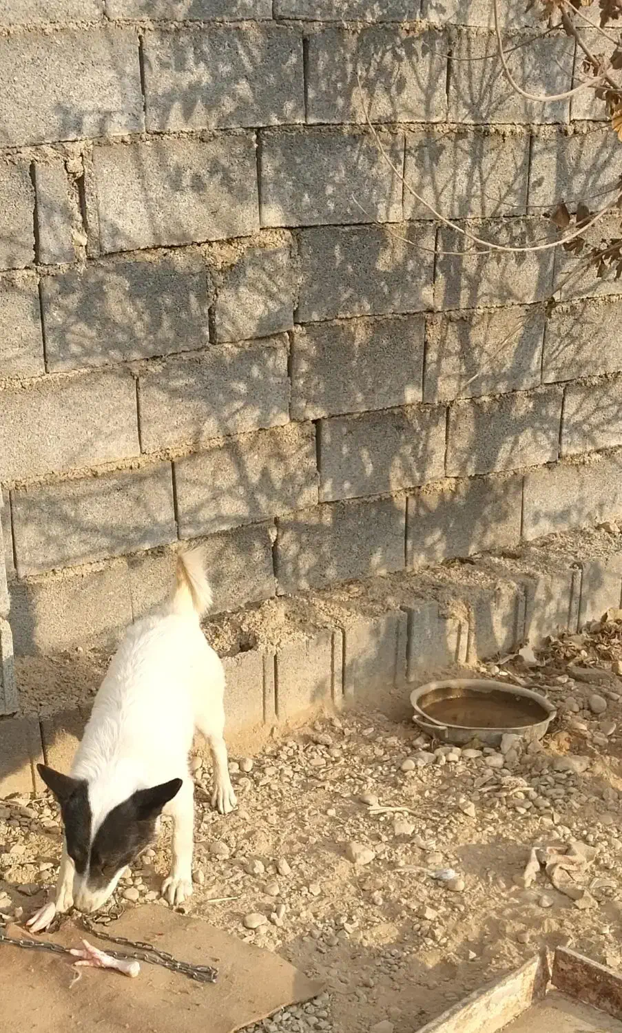 سگ خوب|سگ|یاسوج, |دیوار